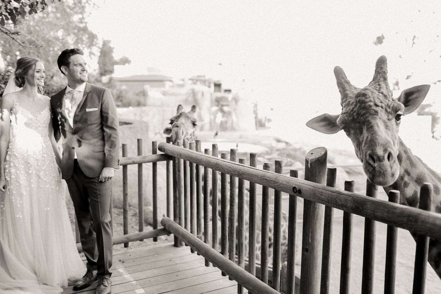 bride and groom with giraffes at santa barbara zoo
