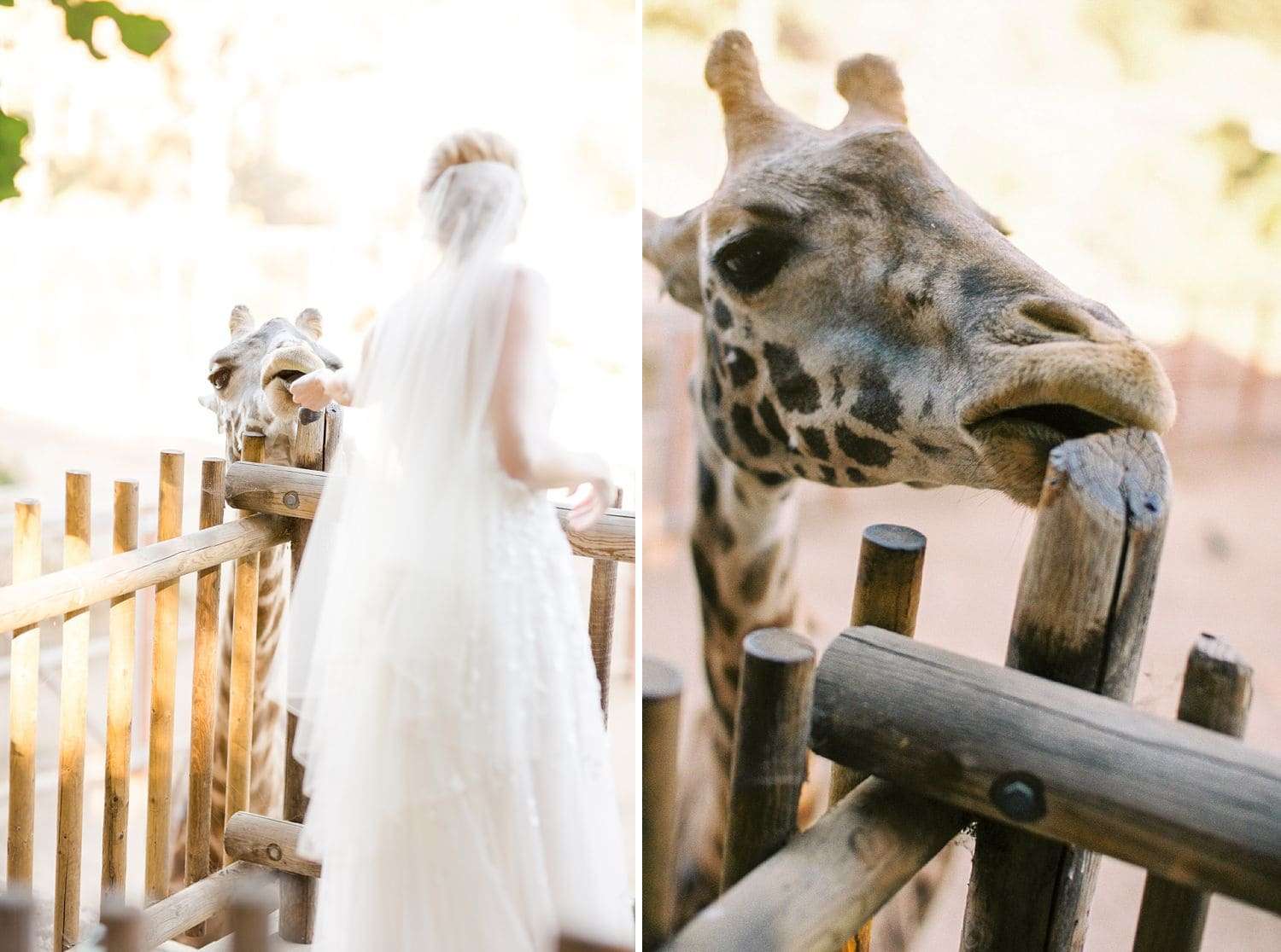 bride and groom with giraffes