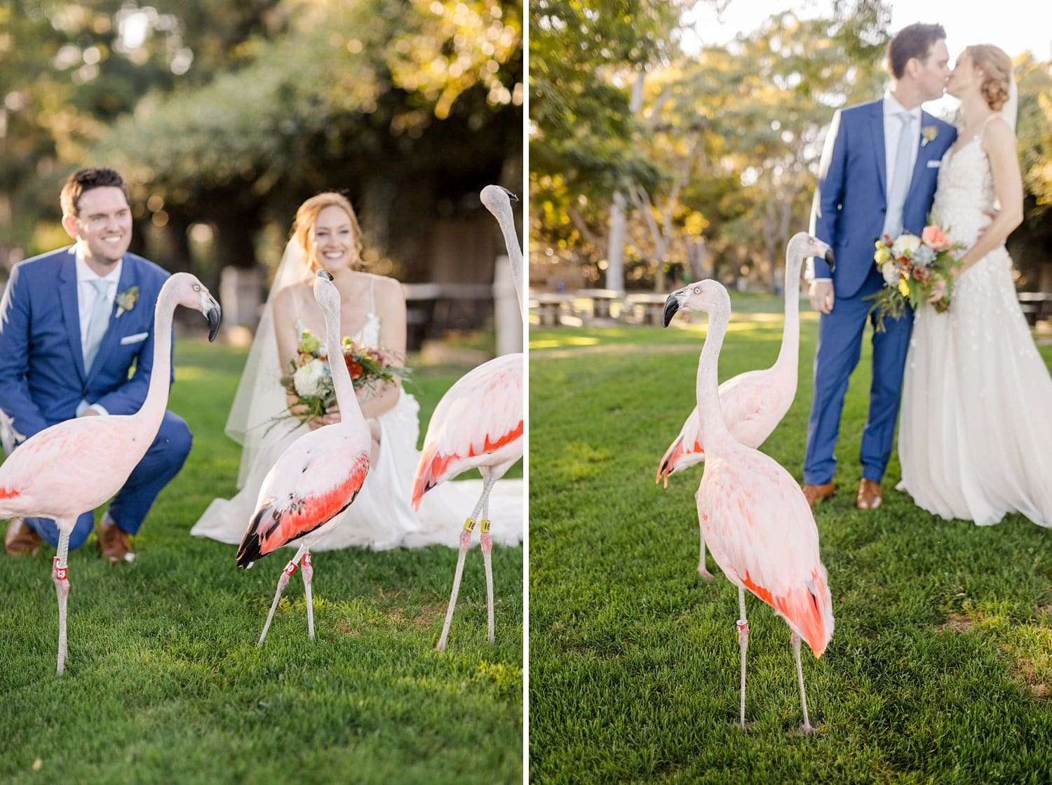 bride and groom with flamingos
